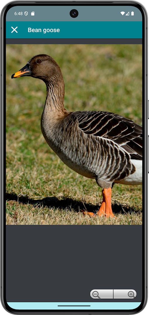 Progressive Goose Decoy background playback interface with interval adjustment.